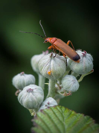 Common Red Soldier Beetle - Rhagonycha fulva